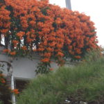 カエンカズラの花